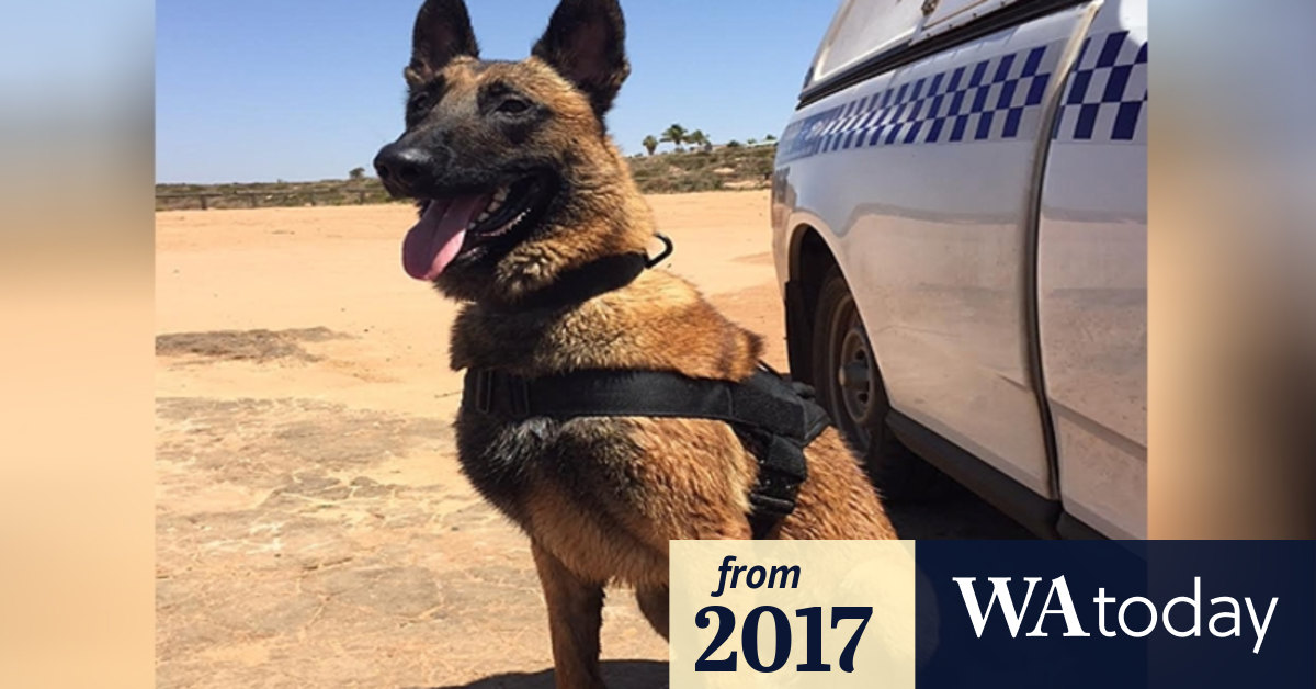 Ruff justice Meet the WA police 'superdog' who catches crooks and